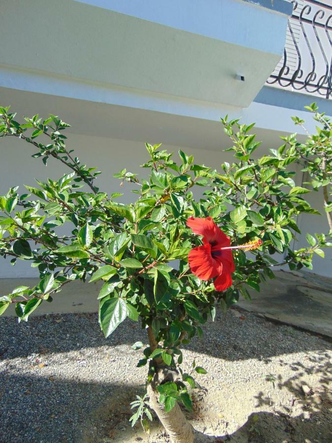Villa Dora Faliraki Eksteriør billede